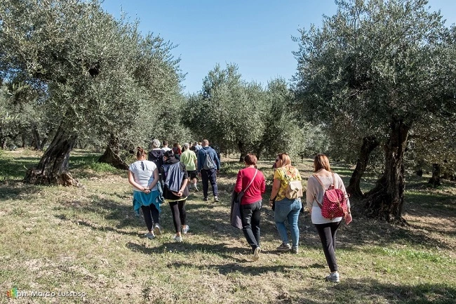 camminata tra gli olivi